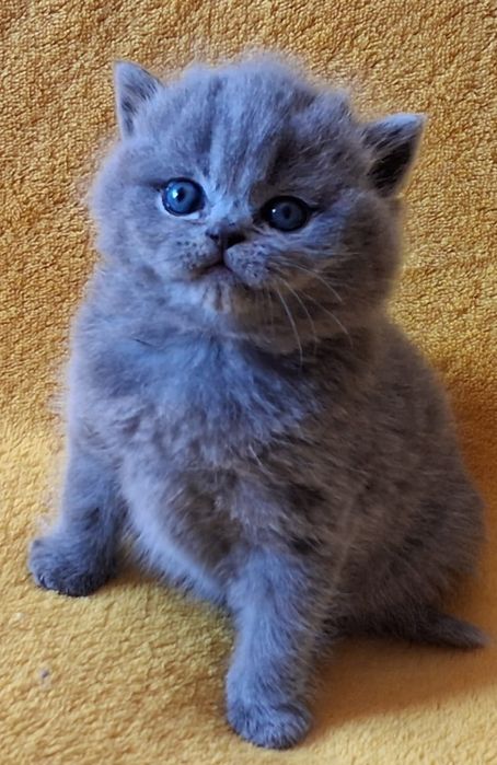 British  blue , bebê fofo