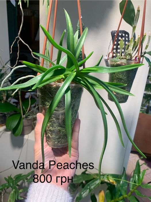 Орхідея Vanda Peaches Golden Sand