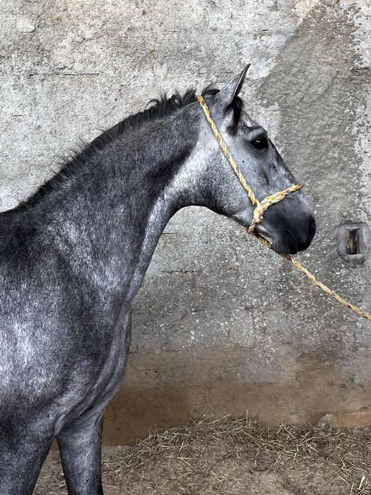 Poldro lusitano 3 anos