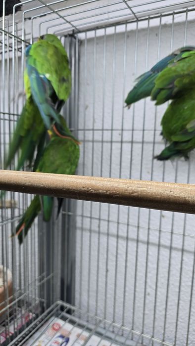 Barraband aves novas