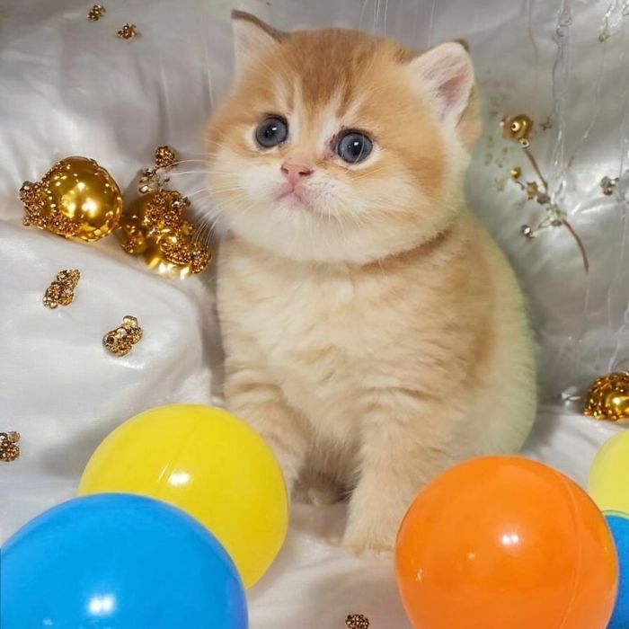 Розкішний хлопчик Золота шиншила 3 міс.