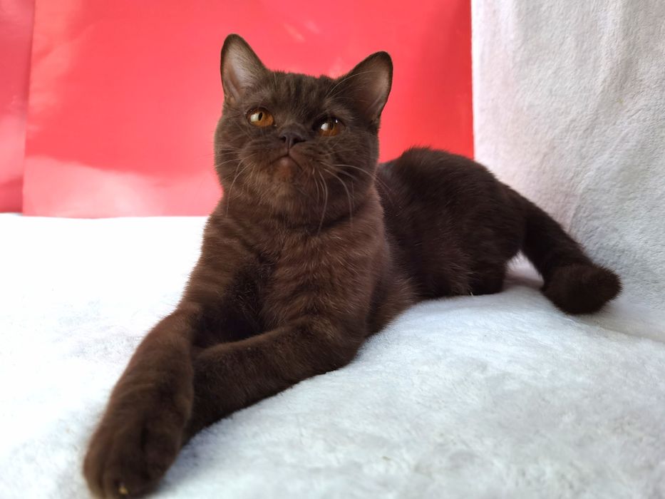 Шоколад шотландская кошечка с родословной ВЦФ