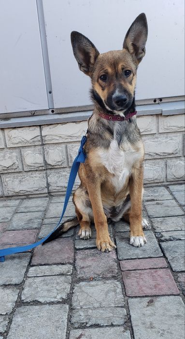 Щенок Люся в хорошие ручки