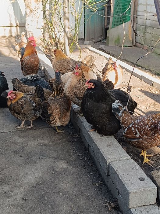 Карликові кохінхіни декоративні курі