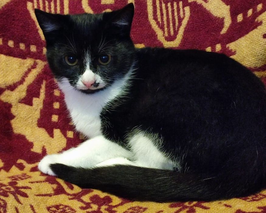 Oddam w dobre ręce dwie kotki i jeden kot