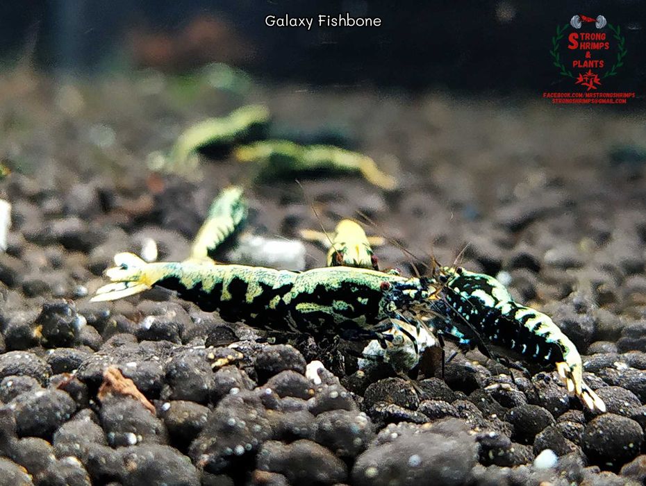 Krewetki Caridina Galaxy Fishbone Mid ZAMIANA GRATIS PROMOCJA