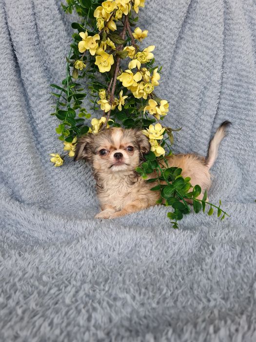 Excelente super mini menina pelo comprido Chihuahua/Chiuaua de Qualidade, Linhagem Russa