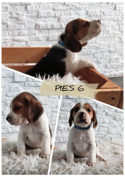 Beagle .. Beagle