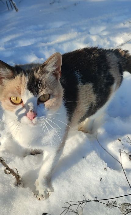 Молоденькая кошечка ищет дом