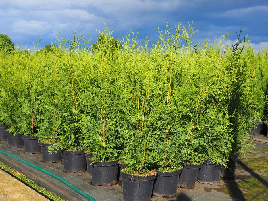 tuja brabant 110-140cm
