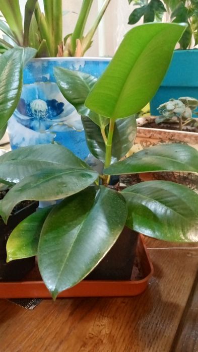 Продам фікуси ,гарно вкорінені.