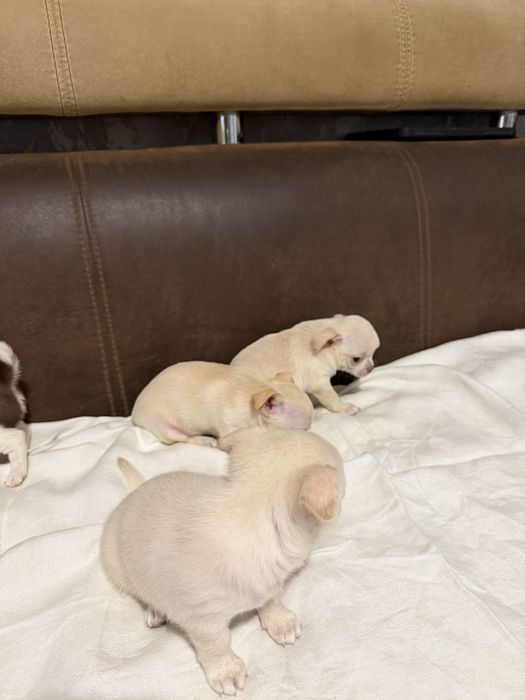 Продам чихуашок..