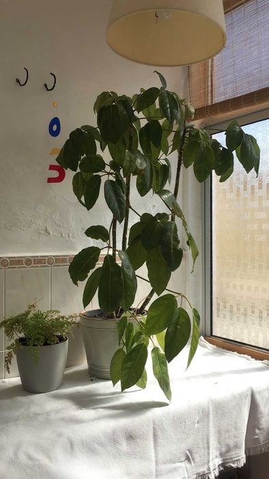 conjunto de 2 plantas e acessórios