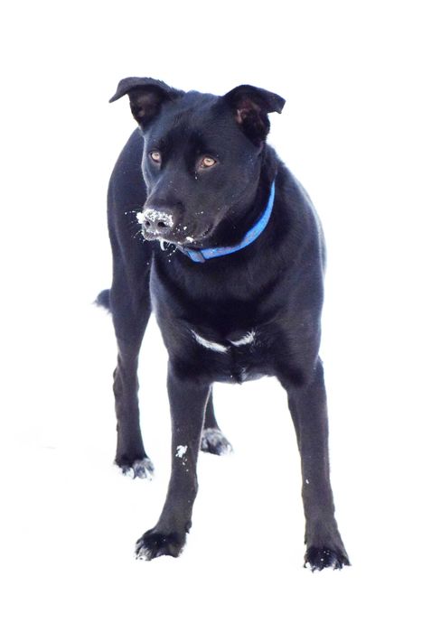 Około 1,5 roczna Hera czeka na odpowiedzialny dom!