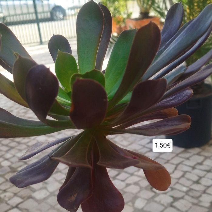 Aeonium  púrpura, interior e exterior