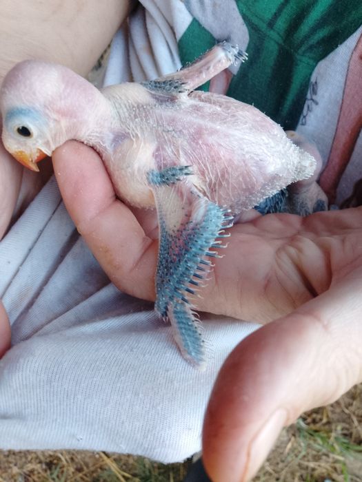 Cedo ringnek bebes para criar a mão