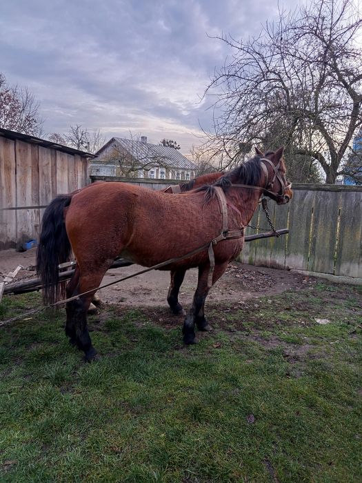 Продам робочу кобилу