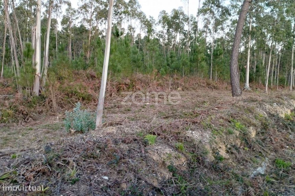 Terreno Rústico à Venda – Vila Nova de Anços 4.100m2