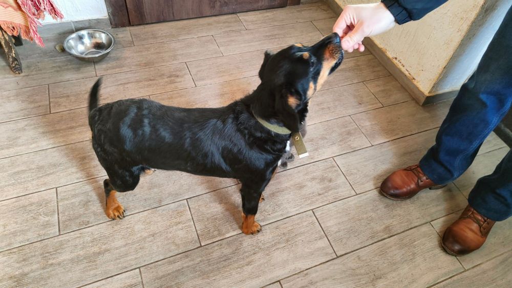 Собачка у добрі руки