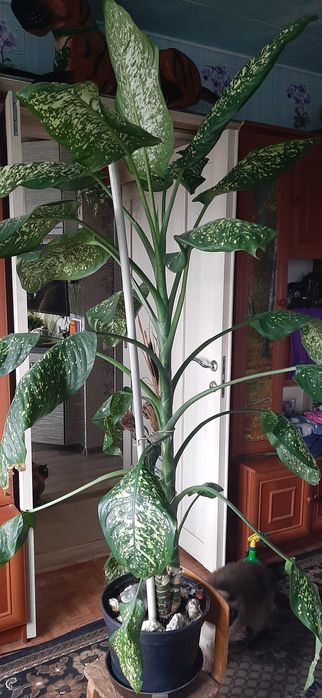 Продам диффенбафию