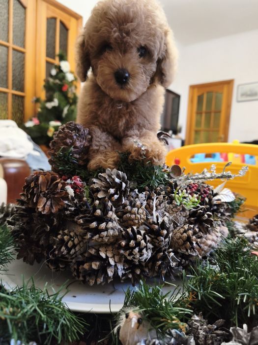 Той пудель дівчинка