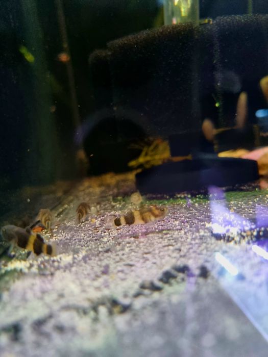 Babka osa (Brachygobius doriae)

)