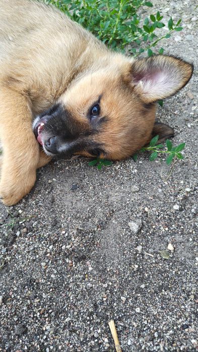Oddam w dobre ręce trzy małe pieski
