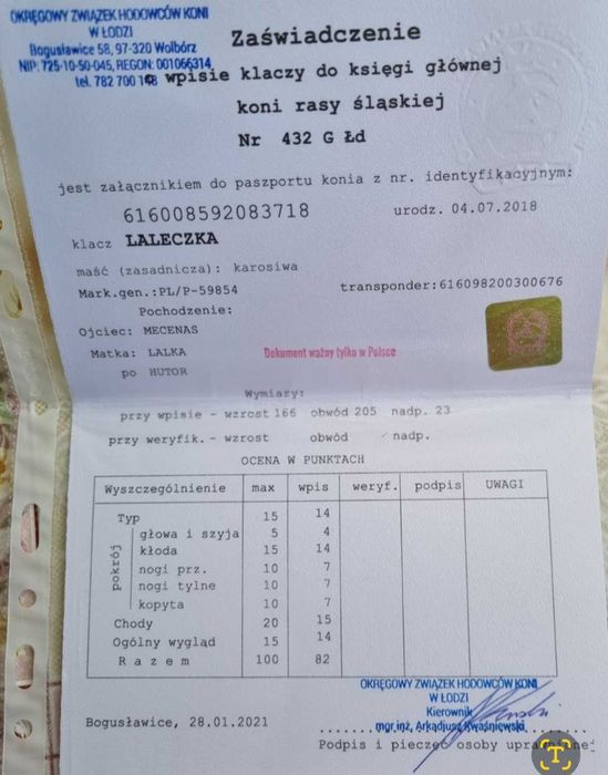 Klacz śląska siwa doplatowa zrebna