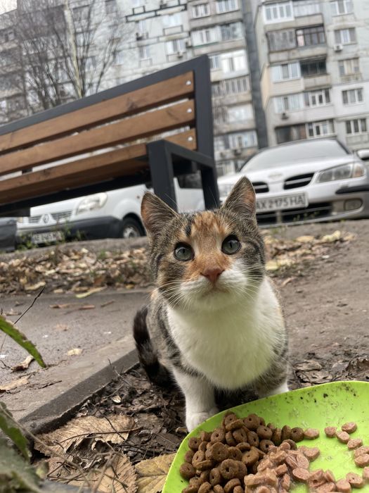 Кошеня (кішка, киця, дівчинка, кошка, котенок, девочка)