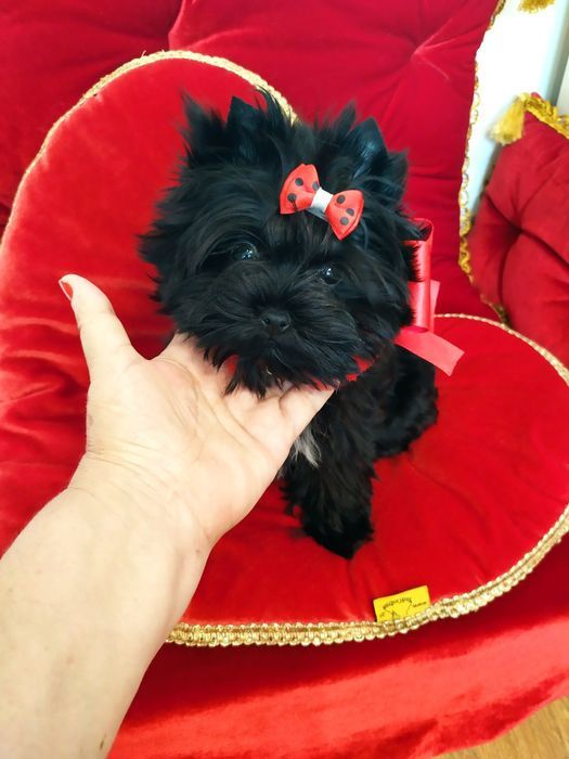 Mini  suczka Ellen  Black  Yorkshire terrier, nie biewer.