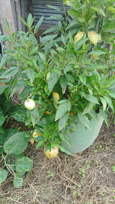 Tenho estes vasos  de pêra/ melão