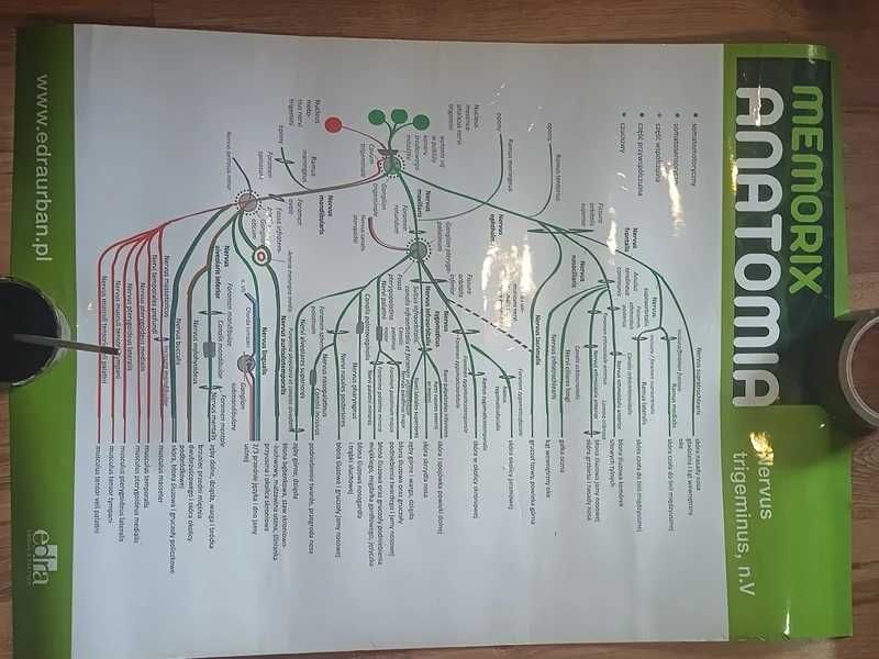 plakat medyczny anatomia Sobotta