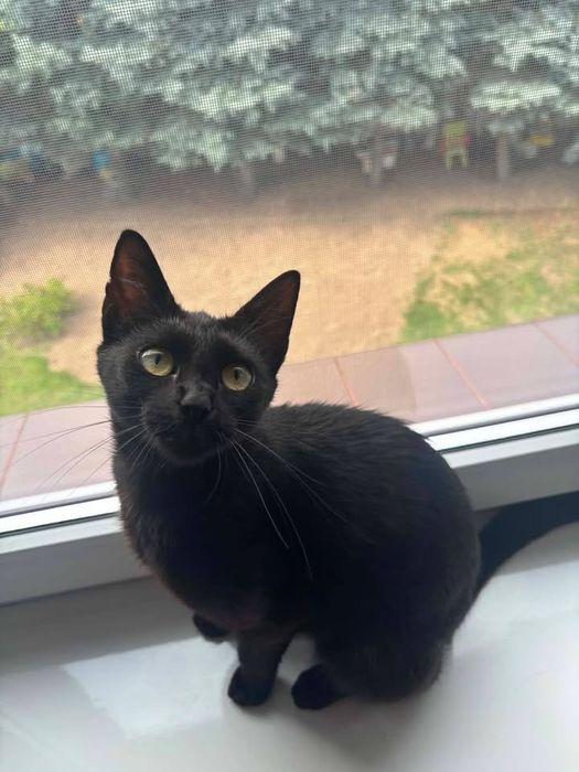 Oddam kotkę do adopcji - zarezerwowana