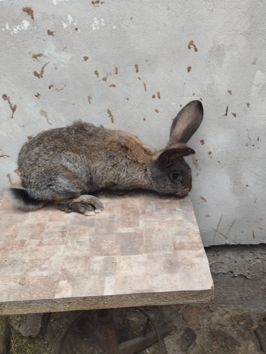 Продам Кролі гібриди