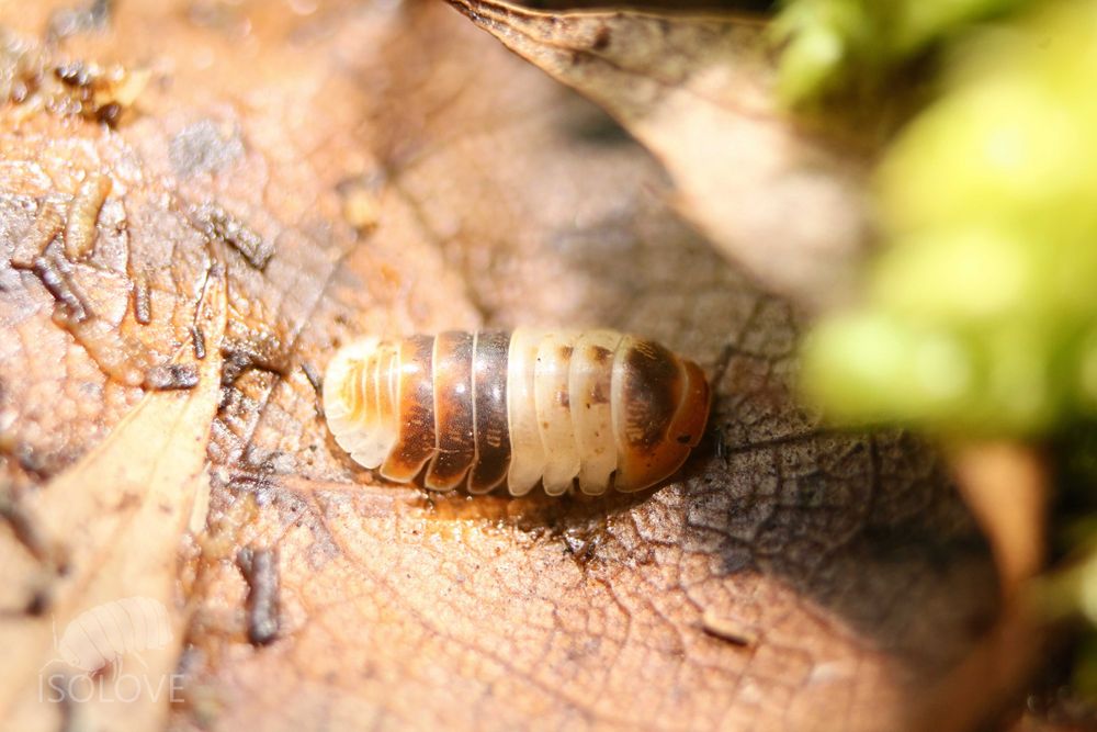 Cubaris sp. "white shark", równonogi, isopoda, kulanki