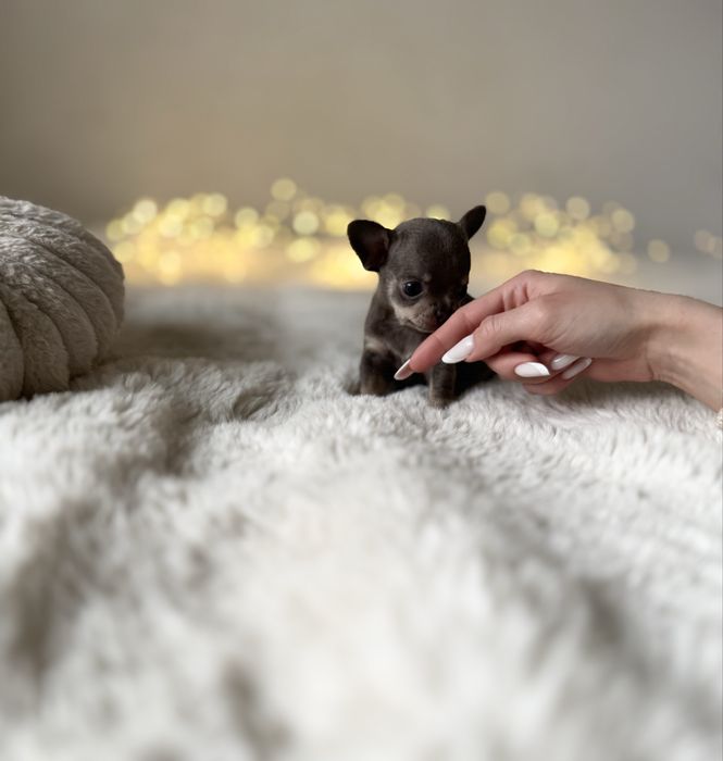 *Chihuahua* sunia Benia