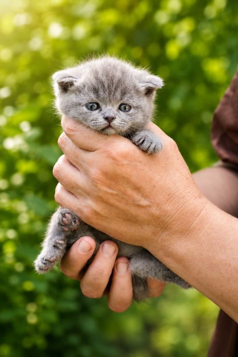 Продам прекрасних кошенят
