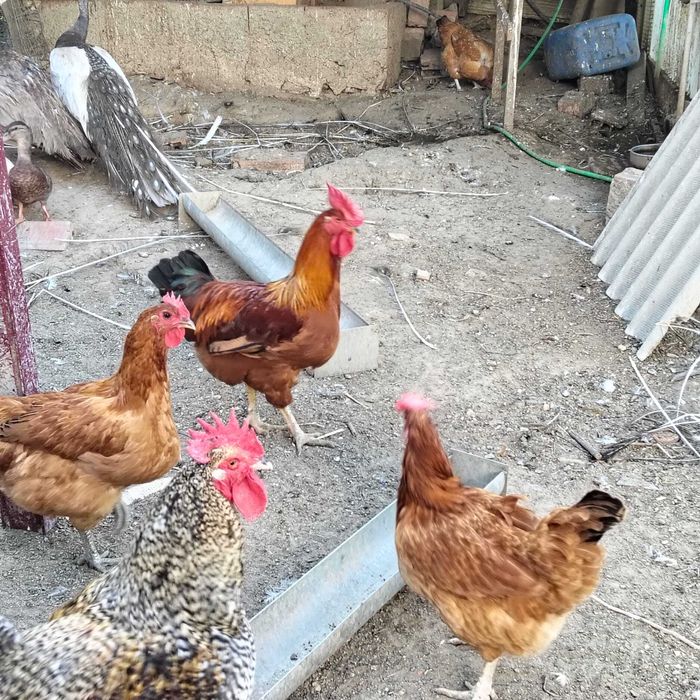 Galinhas e galos do campo