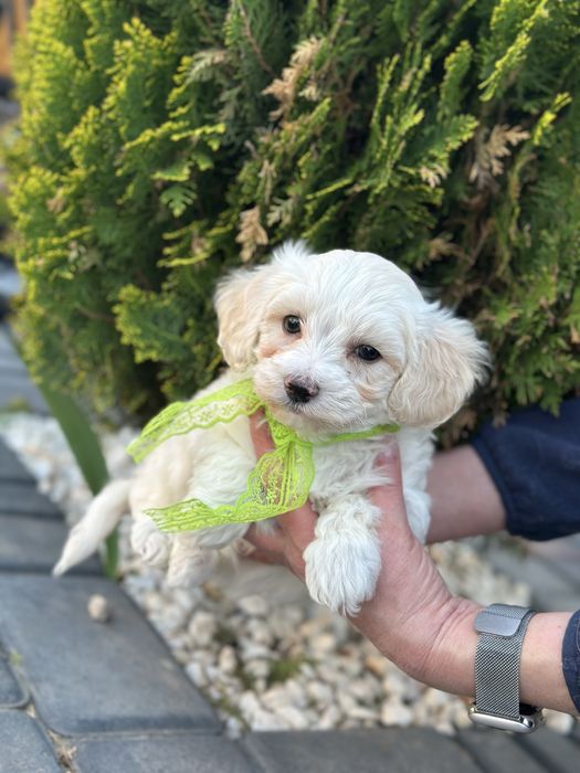 Мальтипу мальчишка ф1 светлый