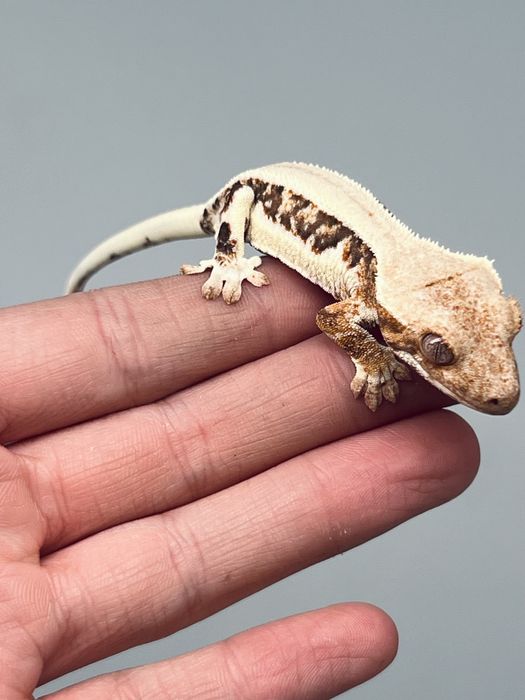 Gekon orzęsiony samica lily white