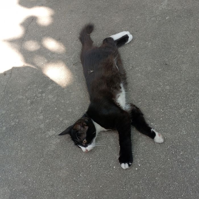 Отдам котят бесплатно
