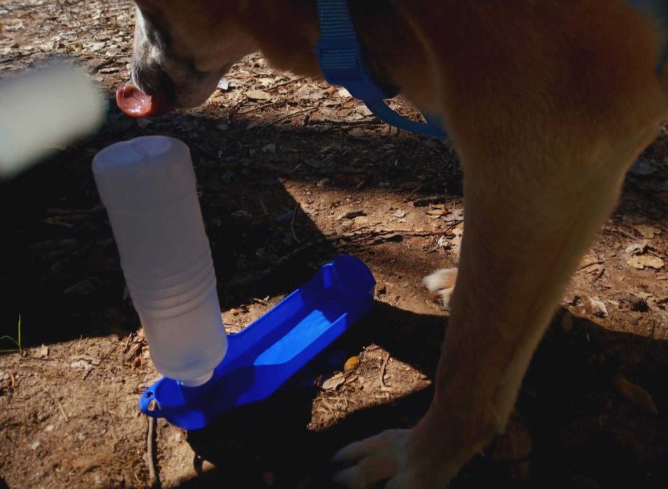 Walk & Woof - Dog walking/Pet sitting