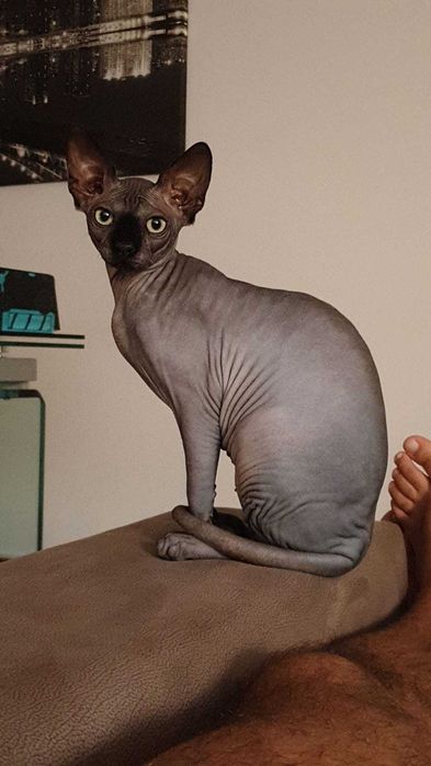Raro Sphynx Azul macho - disponibilidade imediata para acasalamento