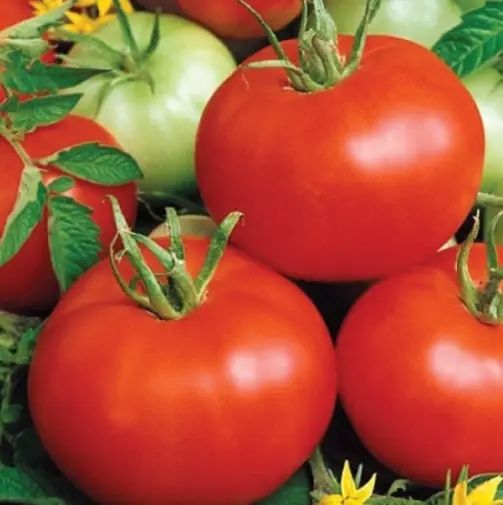 Насіння Томату БОБКАТ F1 BOBCAT F1 1000 шт Семана помідор