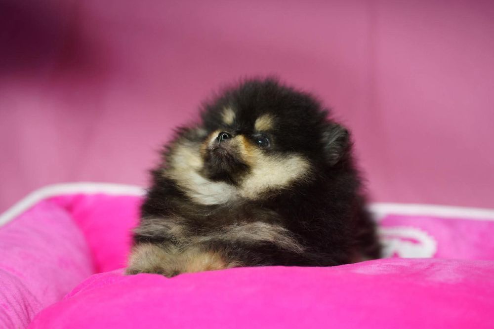 Pomeranian piesek
