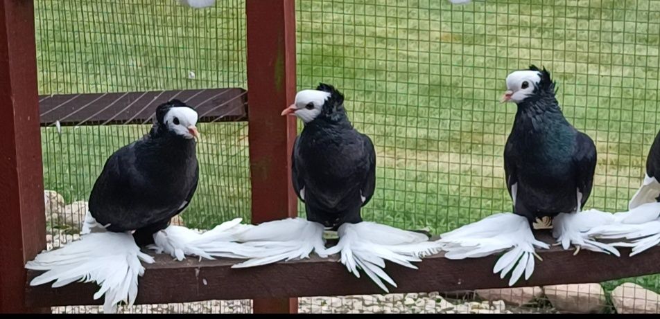 Mnichy Południowoniemieckie Łapciate czarne/czerwine 40sztuk 

Nadwyżk