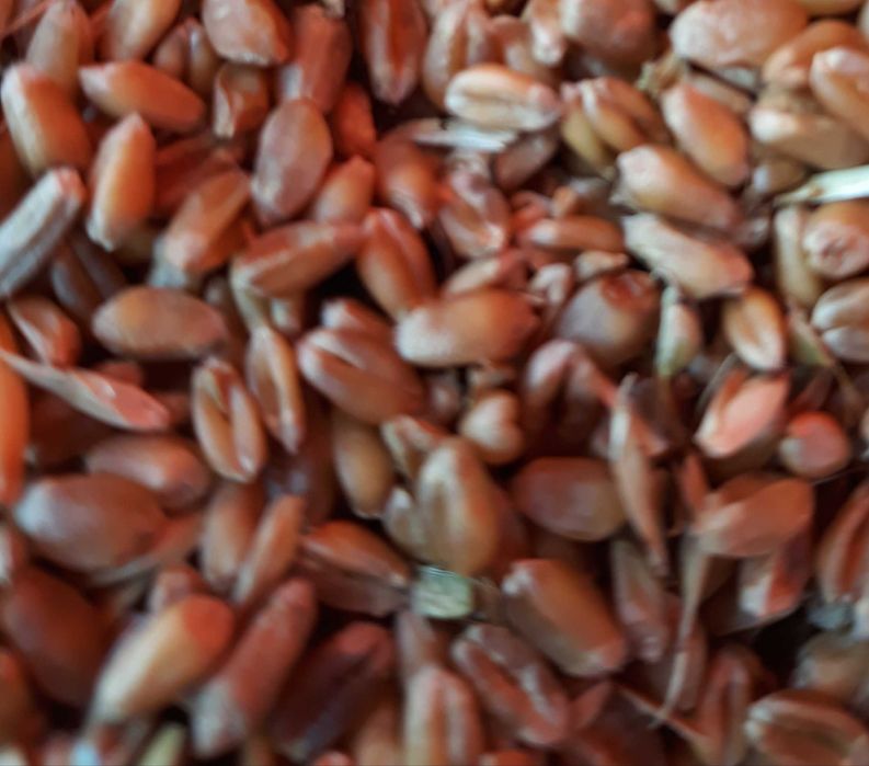 Owies, Słoma sucha,  pszenica, pszenżyto