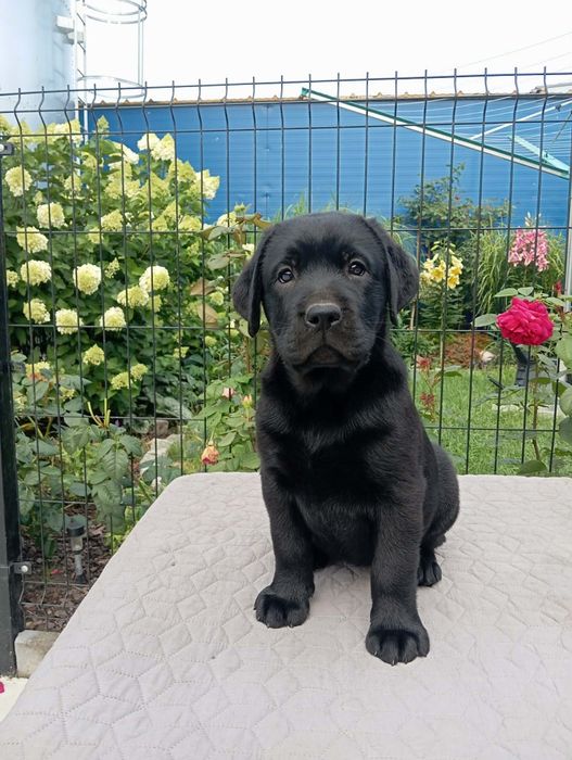 Labrador Retriever czarna sunia