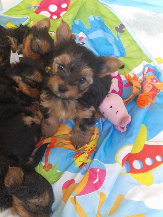 Yorkshire Terrier  gotowa do odbioru
