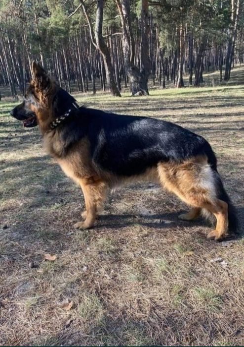 Щенки немецкой овчарки